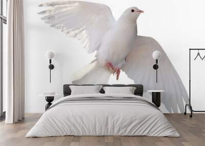 Free flying white dove isolated. Symbol of peace Wall mural