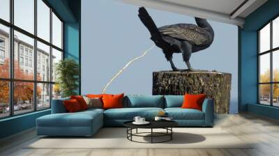 defecation of black cormorant Wall mural