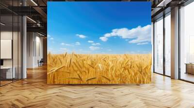 Blue sky above a golden wheat field. Wall mural