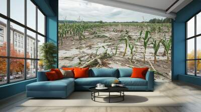 Devastated cornfield in summer after hurricane Wall mural