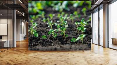 Planting young green plants as symbols for a fresh start Wall mural