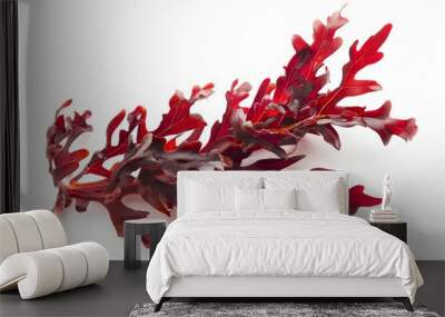 Red seaweed against white background Wall mural