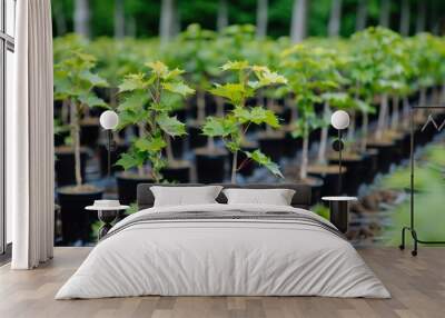 Rows of young maple trees in containers at nursery Wall mural