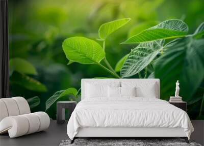 Soy leaves plants in Amazon farm Ecology monoculture conservation deforestation agriculture global warming Wall mural