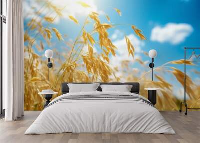 Sunny summer day in oat cereal fields before harvest under blue sky Wall mural