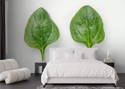 Two spinach leaves isolated on white background Great for salads Wall mural