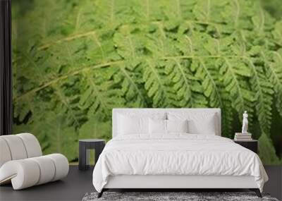 fern leaves Wall mural