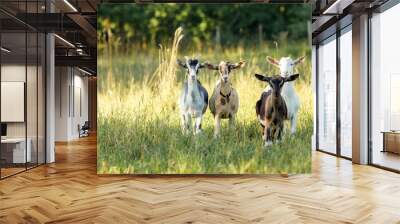 Four, brown, beige, white and gray goats stand in a summer meadow with long bends and look at us Wall mural