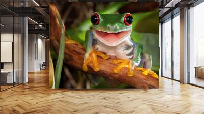 Red-eyed tree frog sitting on a branch and smiling Wall mural