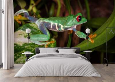 The red eyed tree frog travels on plant leaves Wall mural