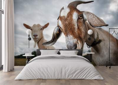 Two goats look at the camera Wall mural