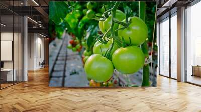 Fried Green Tomatos Wall mural