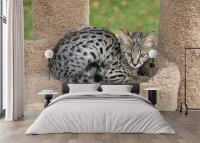 Savannah cat. Beautiful black spotted and striped Serval Savannah kitten with yellow eyes and a black nose on a cat tree outside. Wall mural