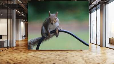 squirrel in the park Wall mural