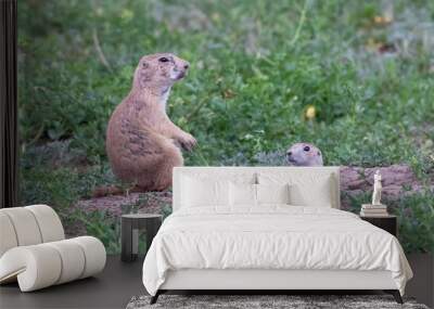 Two black-tailed prairie dogs near a prairie dog hole. Wall mural