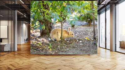 Bunny nibbling in a front yard, Seattle Washington. Wall mural