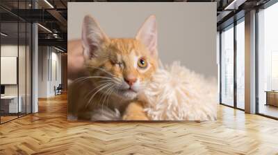 Young yellow domestic shorthair cat kitten lying down on soft blanket looking up with one eye Wall mural