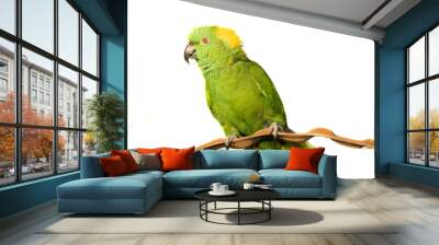 Amazon, Yellow Naped, isolated on white Wall mural