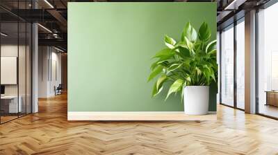 Background image. Plant Philodendron sp, in a pot, on a modern background. Copy space. For text. Wall mural