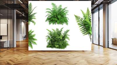 Set of fresh green fern leaves Wall mural