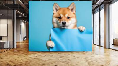 Portrait funny and happy shiba inu puppy dog peeking out from behind a blue banner. Isolated on blue pastel background Wall mural