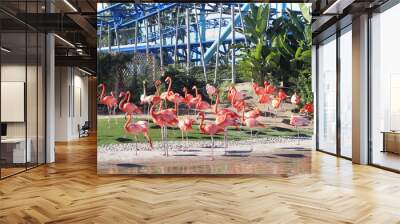 Beautiful Flamingos in San Diego zoo Wall mural