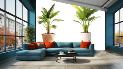 Banana tree in pot collection, modern indoor plant isolated on a transparent background Wall mural