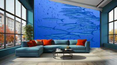 barracuda on blue background Wall mural