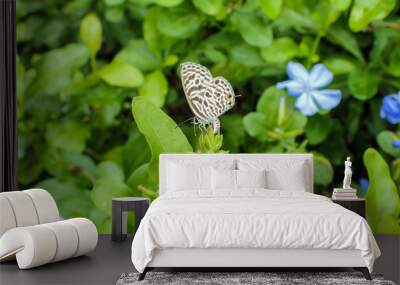 butterfly Wall mural