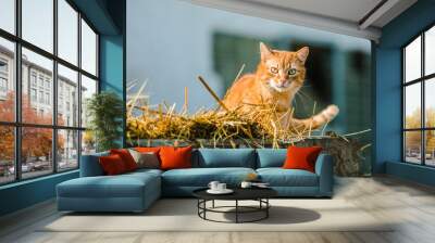 Orange striped cat with yellow eyes sitting on pile of straw on wooden carriage, on a bright sunny spring day, farm animal, blurry background Wall mural