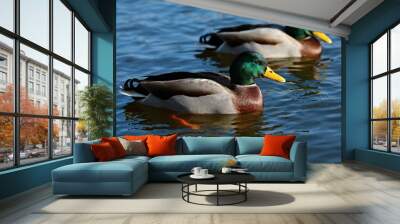 Two colorful bright male mallard drakes on blue water surface floating in lake on sunny day Wall mural