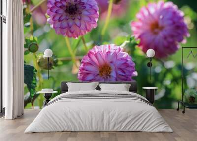 Autumn blooming plant Dahlia Wall mural