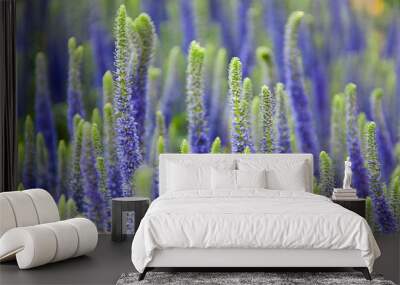 Close up of Purple and Green Spiked Speedwell Flowers, 