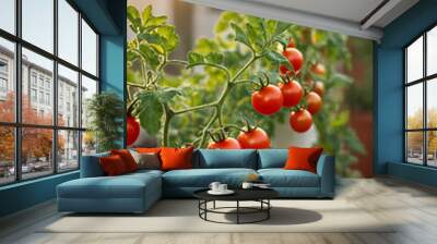 close-up of ripe red growing tomato berries on branch in the city sunset. vegetable garden in balcon Wall mural