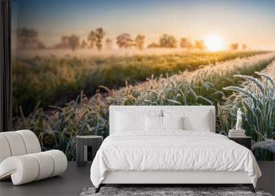 Close-up of young green wheat field with hoar-frost. Early morning spring frost on a wheat field.  Landscape background with young wheat ears covered with snow. Concept of agriculture or farming. Wall mural