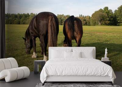 Horses grazing in a field Wall mural