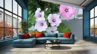 pink flowers in the garden Wall mural