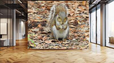 Squirrel sitting up eating seeds Wall mural