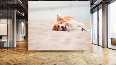 Red border collie running on a beach Wall mural