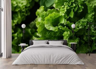 Close-Up of Fresh Green Lettuce Wall mural