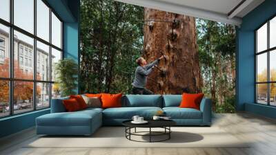 man climbing the gloucester lookout tree in pemberton, western australia Wall mural