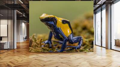 Beautiful yellow poisoned dart frog sitting on the rock with bokeh background. Wall mural