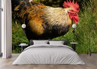 A rooster ready to eat. Wall mural