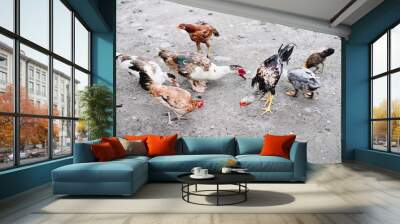 Free range chickens eating organic grains on the ground. Selective focus.  Wall mural