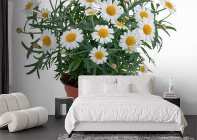 Golden button flower tree blooming in a pot cut out isolated transparent background Wall mural