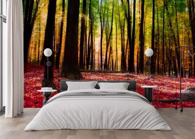 Forest in autumn with golden light Wall mural