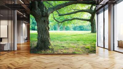 Lovely summer trees and grass in park setting Wall mural