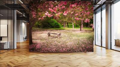 tranquil garden bench surrounded by cherry blossom trees Wall mural