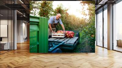 Active senior man farmer arranging freshly harvested apple fruit in orchard. Wall mural