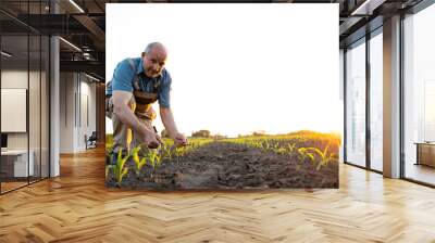 Field worker checking corn crops in the field. Wall mural